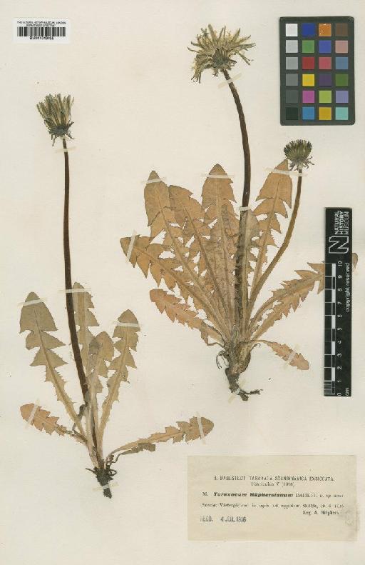 Taraxacum huelphersianum Dahlst - BM001043495