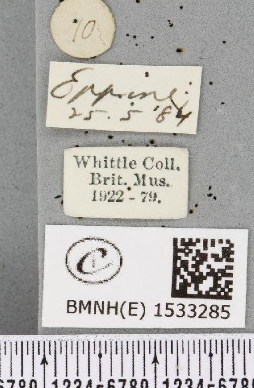 Cilix glaucata (Scopoli, 1763) - BMNHE_1533285_label_201534