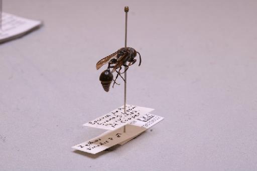 Zethus binodis binodis (Fabricius, 1793) - 013633602_additional_1