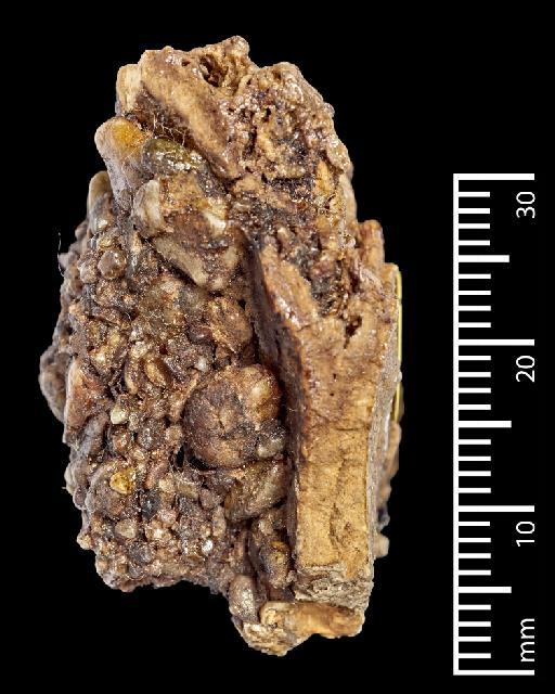 Toxodon Owen, 1837 - NHMUK PV M 102042_6