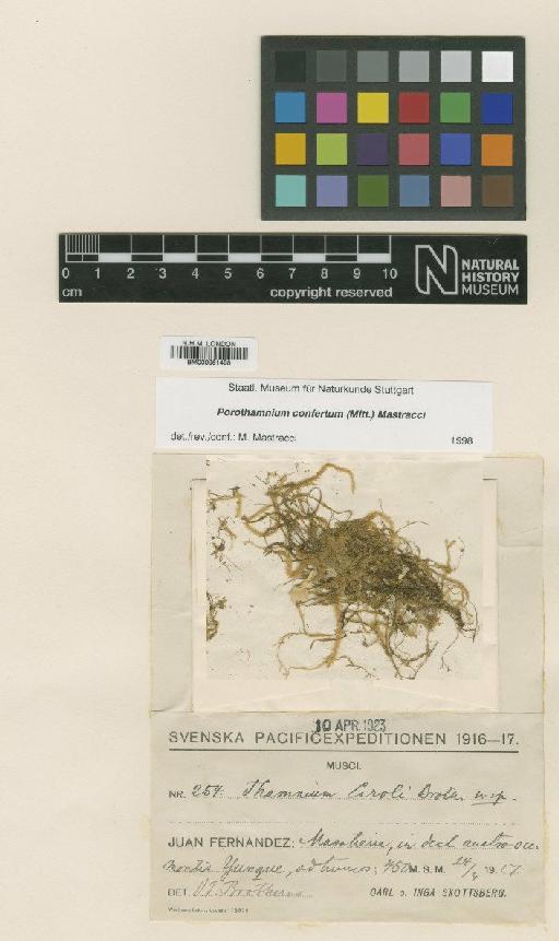 Thamnobryum confertum (Mitt.) H.Rob. - BM000961498_a