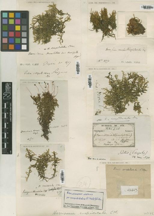 Rhacocarpus inermis (Müll.Hal.) Lindb. in Broth. - BM000986191_a