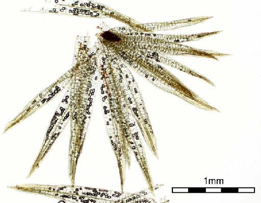 Syrrhopodon rufescens Hook. & Grev. - Syrrhopodon ridleyi_BM000672882cluster.jpg