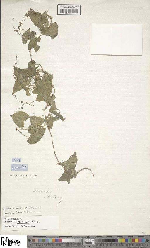 Dioscorea demourae Uline ex R.Knuth - BM001190467