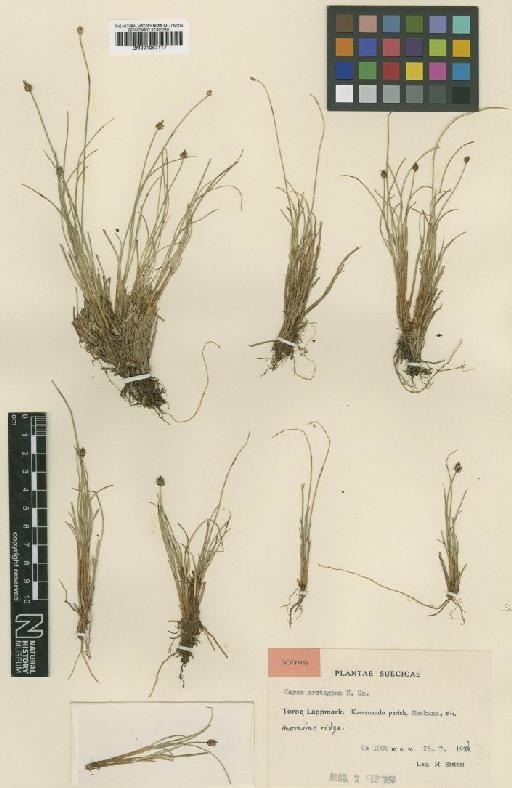 Carex capitata L. - BM001067117