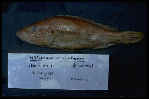 Haplochromis gilberti Greenwood & Gee, 1969 - Haplochromis gilbertii; 1968.8.30.1