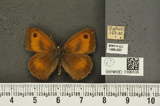 Pyronia tithonus britanniae (Verity, 1914) - BMNHE_1100435_11557