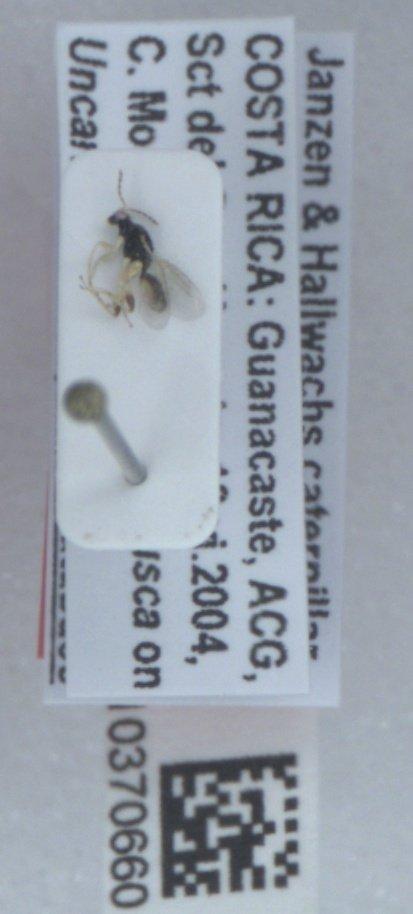 Euplectrus iangauldi Hansson, 2015 - Euplectrus iangauldi 010370660 PT F crop