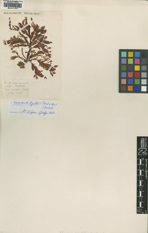 Cladodonta lyallii Harv. & Hook.f. - BM000774815