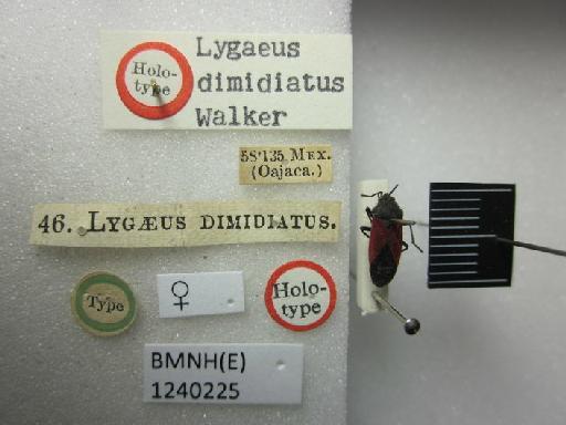 Lygaeus dimidiatus Walker, 1872 - Lygaeus domidiatus-BMNH(E)1240225-Holotype female dorsal & labels