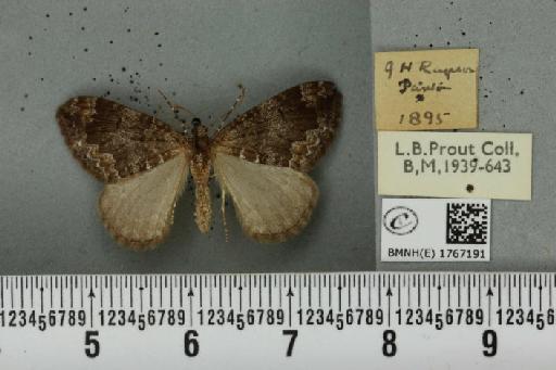 Dysstroma truncata truncata (Hufnagel, 1767) - BMNHE_1767191_349326