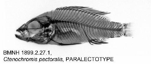 Ctenochromis pectoralis Pfeffer, 1893 - BMNH 1899.2.27.1, Ctenochromis pectoralis, PARALECTOTYPE, Radiograph