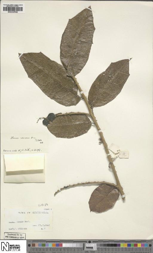 Solanum L. - BM000887482