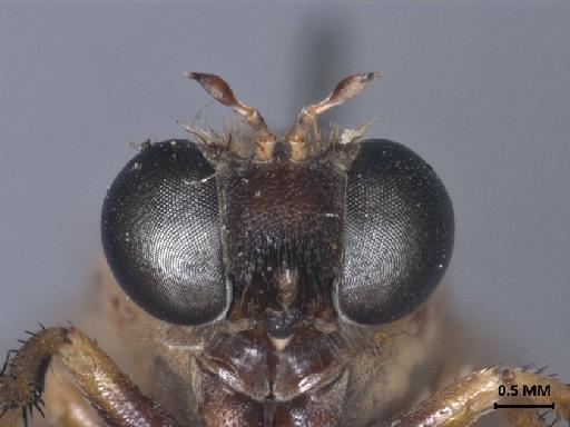 Anypodetus maculipennis Ricardo, 1925 - 013445834_anterior_head