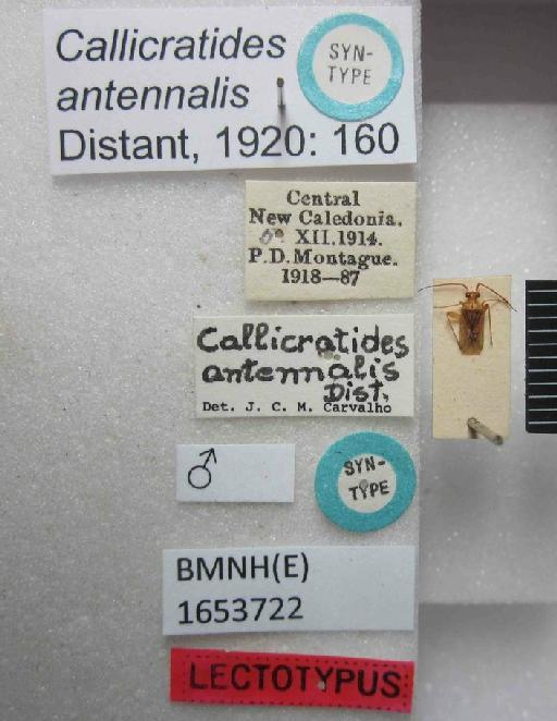 Callicratides antennalis Distant, 1920 - Callicratides antennalis-BMNH(E)1653722-Syntype male dorsal & labels