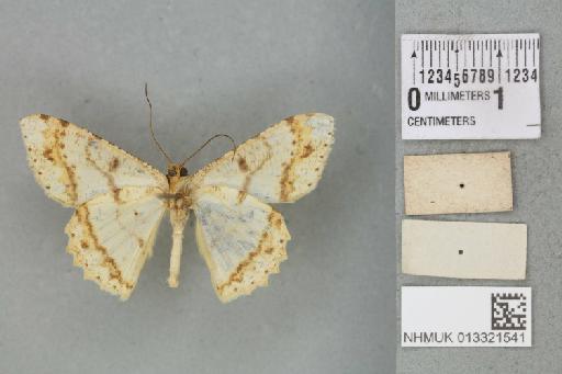 Luxiaria emphatica Prout, 1925 - 013321541_additional