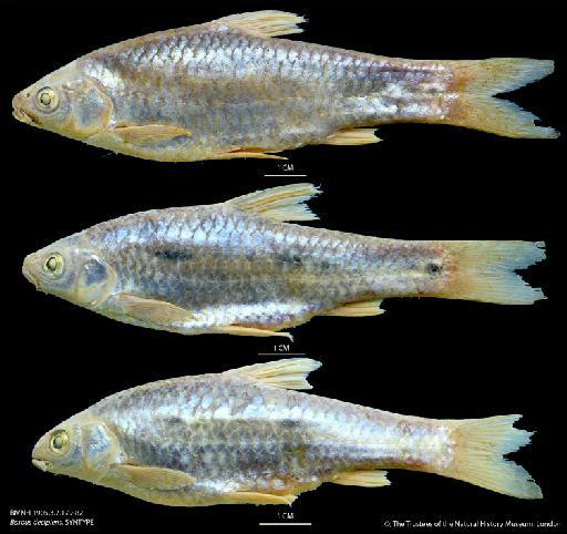 Barbus decipiens Boulenger, 1907 - BMNH 1905.3.7.179-82 Barbus decipiens, SYNTYPE