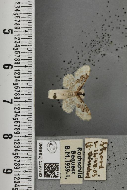 Idaea rusticata (Denis & Schiffermüller, 1775) - BMNHE_1597882_261701