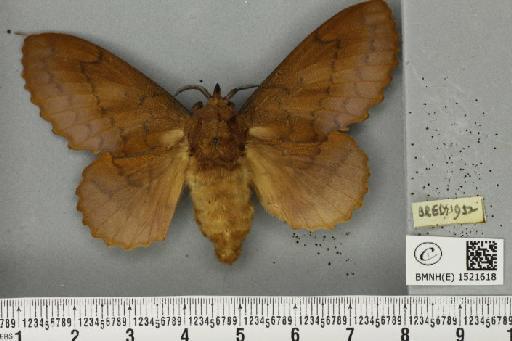 Gastropacha quercifolia (Linnaeus, 1758) - BMNHE_1521618_198557