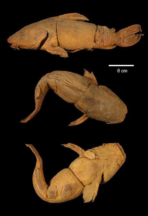 Chrysichthys brachynema Boulenger, 1900 - 1906.9.6.33; Chrysichthys brachynema; type; ACSI Project image
