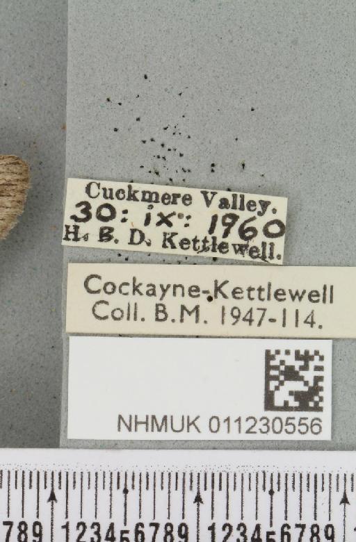 Lithophane leautieri hesperica Boursin, 1957 - NHMUK_011230556_label_632790