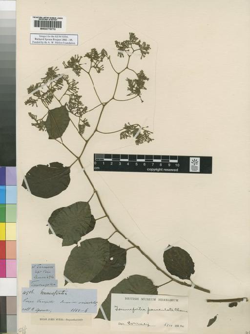 Myriopus paniculatus (Cham.) Feuillet - Spruce - BM000778770