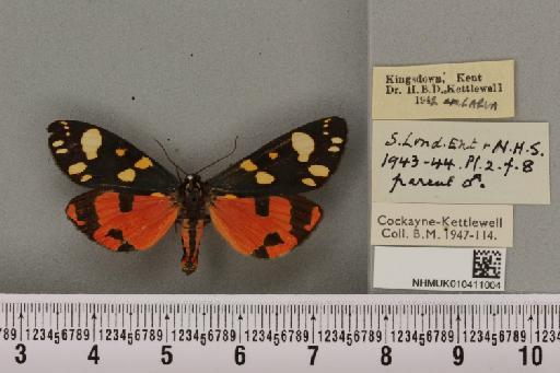 Callimorpha dominula (Linnaeus, 1758) - NHMUK_010411004_524646