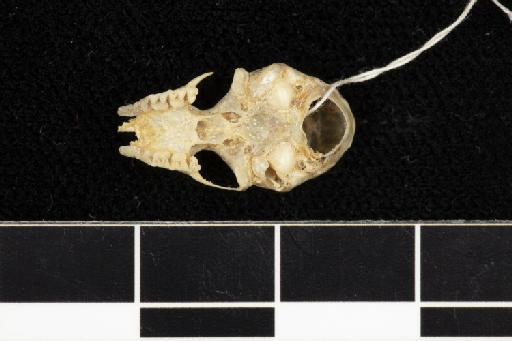 Hipposiderus caffer - 1849_11_22_11-Rhinolophus_caffer-Syntype-Skull-occlusal