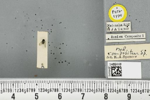 Melanagromyza compositana Spencer, 1959 - BMNHE_1469448_45208
