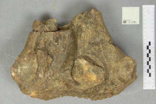 Iguanodon hollingtonensis Lydekker, 1889 - 010023706_L010221023_(1)