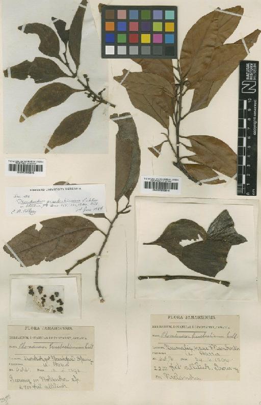 Phoradendron grisebachianum Eichler - BM000993546