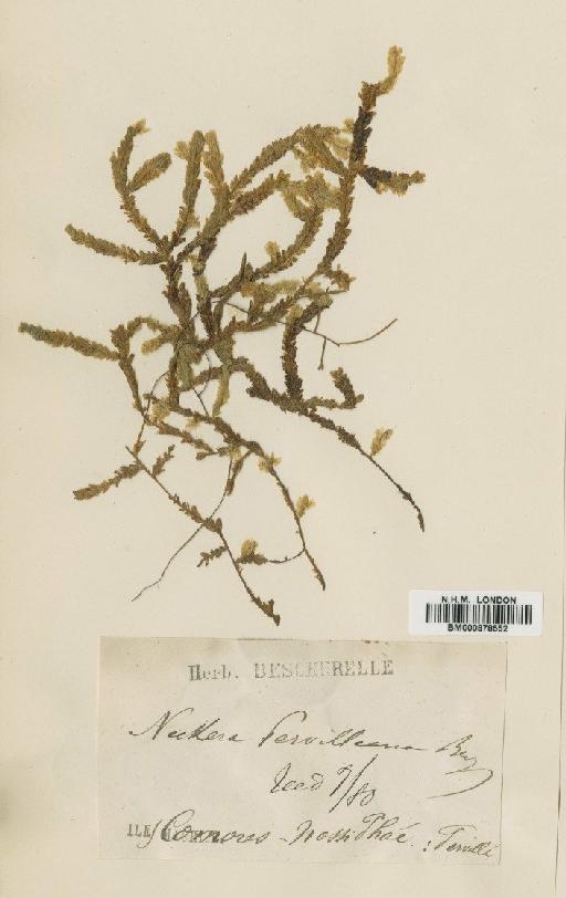Neckeropsis lepineana (Mont.) M.Fleisch. - BM000878552