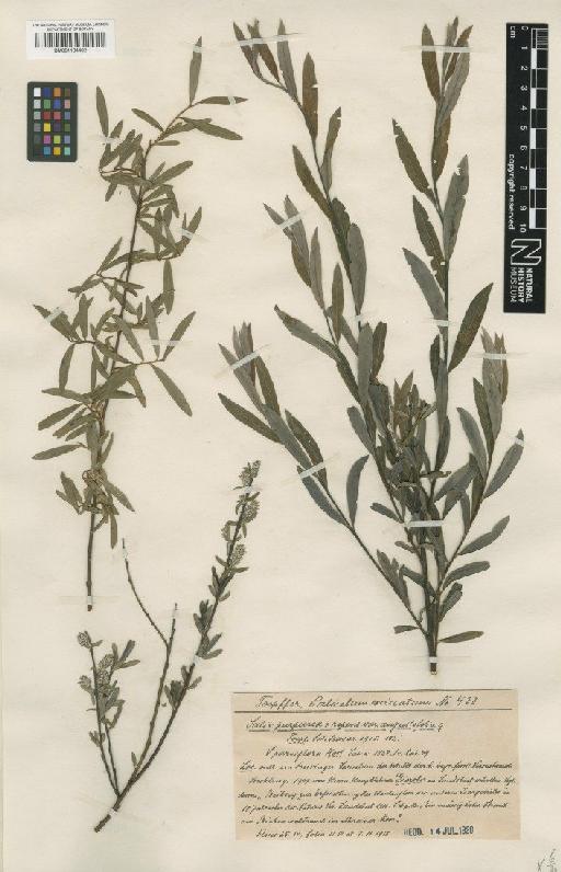 Salix repens var. angustifolia Neilr. × S. purpurea L. - BM001134402