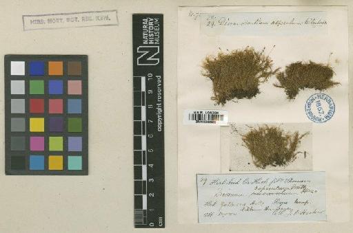 Dicranodontium asperulum (Mitt.) Broth. - BM000866590