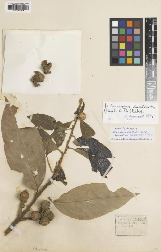 Lithocarpus dealbatus (Hook.f. & Thomson ex Miq.) Rehder - BM000951909