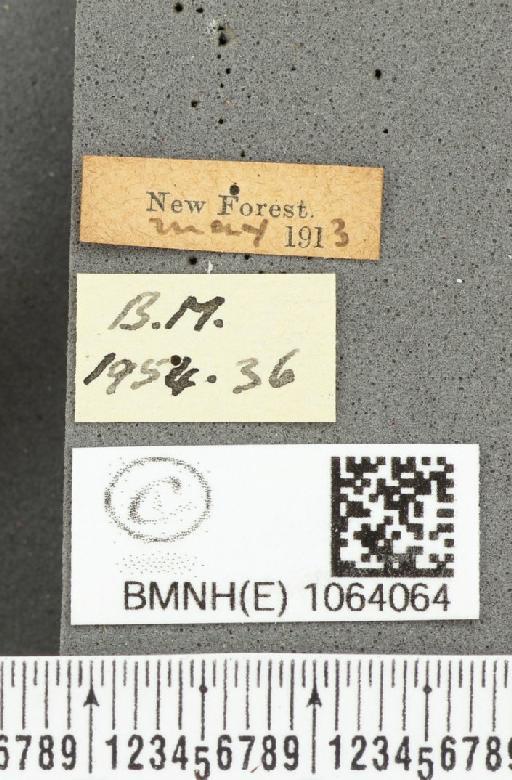 Coenonympha pamphilus ab. latiora Leeds, 1950 - BMNHE_1064064_label_25240