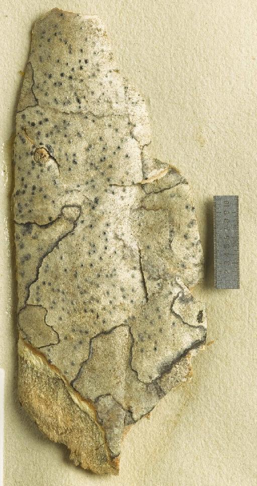 Arthopyrenia quinqueseptatula (Nyl.) Zahlbr. - BM001107671_a