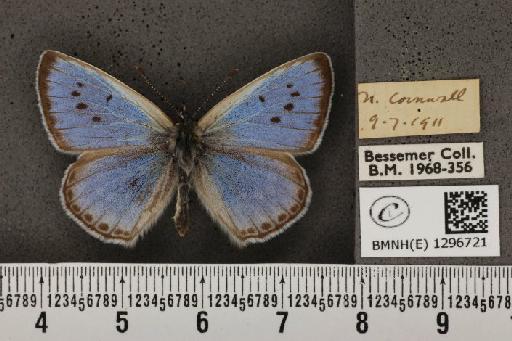 Maculinea arion eutyphron (Fruhstorfer, 1915) - BMNHE_1296721_134048