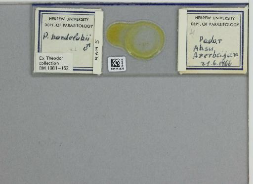 Phlebotomus (Larroussius) kandelakii kandelakii Shchurenkova - 015283825_811457_1329594_157774_NoStatus