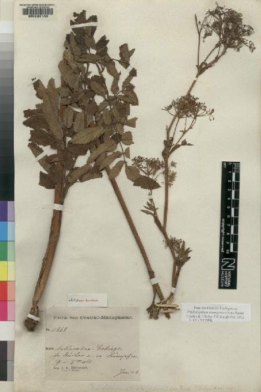 Phellolophium madagascariense Baker - BM000601729