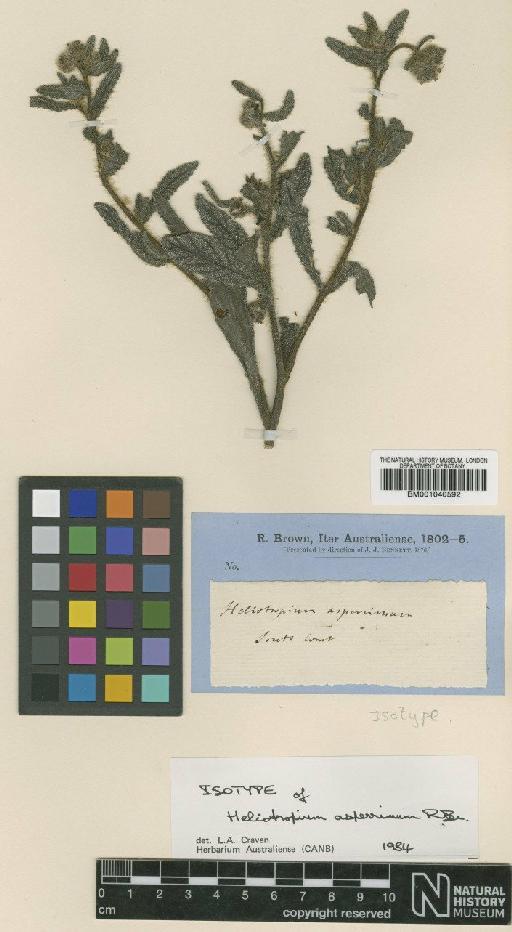 Heliotropium asperrimum R.Br. - BM001040592