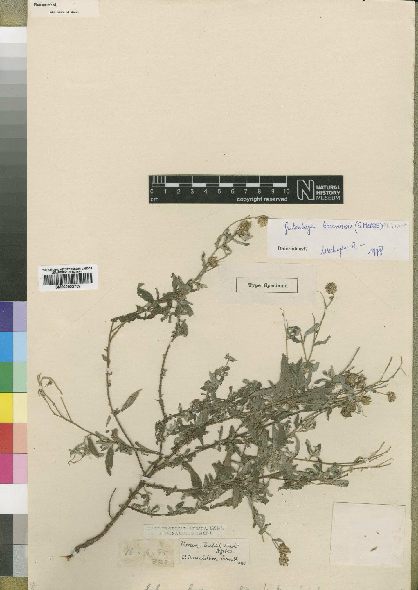 To NHMUK collection (Gutenbergia boranensis (Moore) M.G.Gilbert; Type; NHMUK:ecatalogue:4528816)