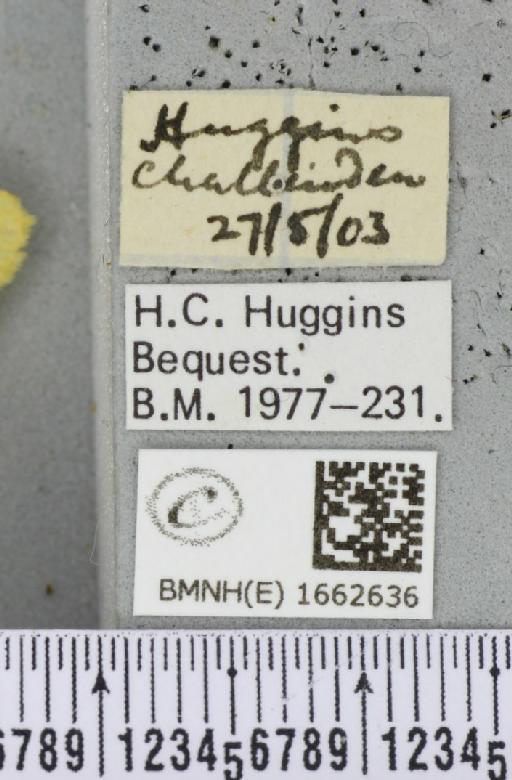 Wittia sororcula (Hufnagel, 1766) - BMNHE_1662636_label_290018
