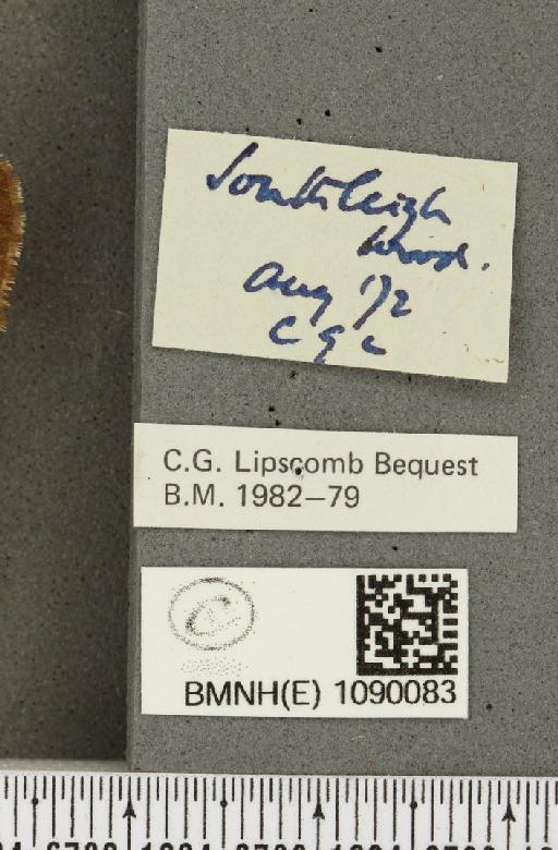 Pyronia tithonus britanniae ab. excessa Tutt, 1896 - BMNHE_1090083_label_382