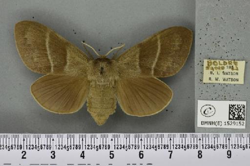Macrothylacia rubi (Linnaeus, 1758) - BMNHE_1529152_196620