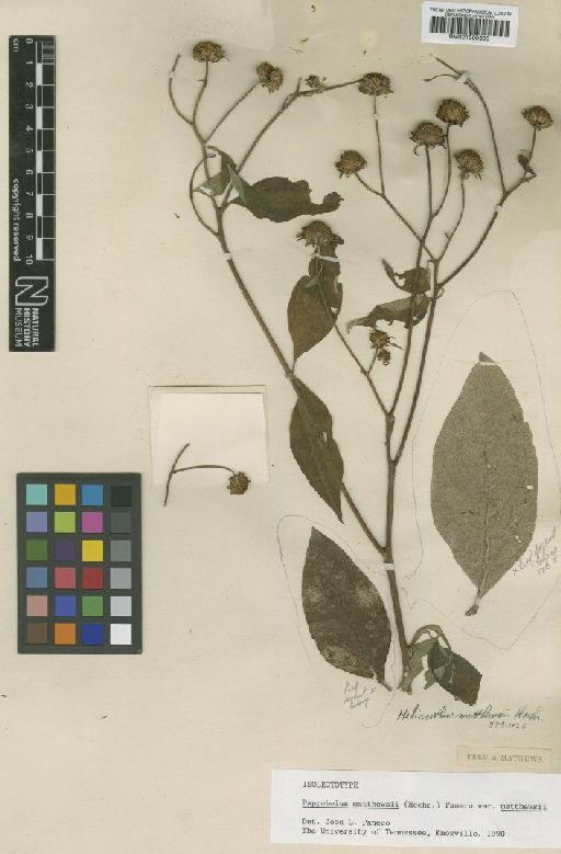 Pappobolus mathewsii (Hochr.) Panero - BM001009600