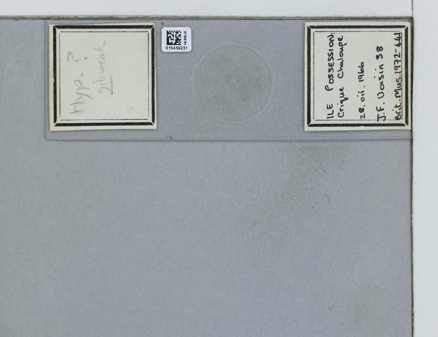 Ceratophysella gibbosa thumbnail