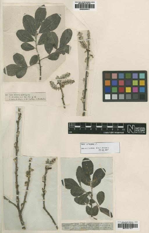 Salix cinerea L. - BM001041917