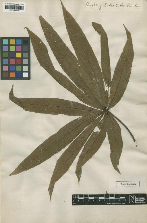 Sterculia polyphylla R.Br. - BM000946523