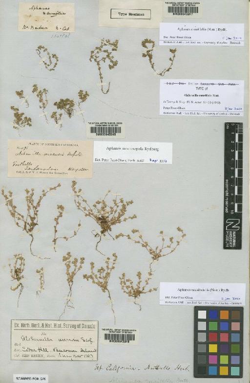 Alchemilla cuneifolia Nutt. - BM000643247